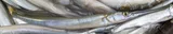Asian Needlefish, photographed in Sylhet