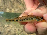 Bluegrass Darter, photographed in Kentucky