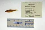 Arkansas River Shiner, photographed in Oklahoma