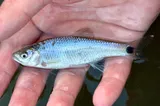 Blacktail Shiner, photographed in Texas