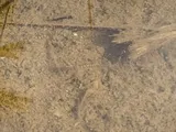 Desert Pupfish, photographed in California