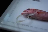 Ruby Snapper, photographed in Hawaii