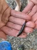 Metallic Shiner, photographed in Florida