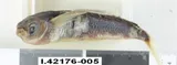 Sailfin Flyingfish
