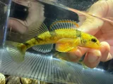 Arkansas Saddled Darter, photographed in Arkansas