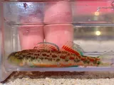 Alabama Darter, photographed in Alabama