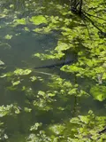 Spotted Gar, photographed in Texas
