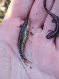 Eastern Blacknose Dace, photographed in Pennsylvania