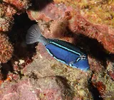 Ostracion whitleyi, photographed in Îles du Vent