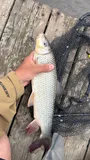 Shorthead Redhorse, photographed in Québec