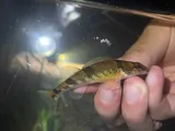Current Saddled Darter, photographed in Missouri