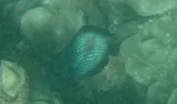 Hawaiian Dascyllus, photographed in Hawaii