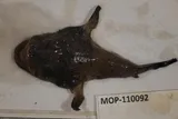 Spottedtail Goosefish