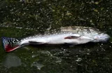 Speckled Pavon, photographed in North
