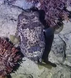 Balloonfish, photographed in La Altagracia