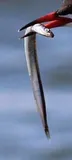 American Sand Lance, photographed in New York
