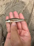 Redside Dace, photographed in Ohio