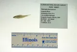 Ghost Shiner, photographed in Illinois