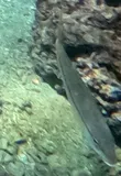 Mexican Goatfish, photographed in Oaxaca