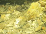 Tennessee Logperch, photographed in Tennessee