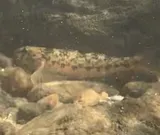 Seagreen Darter, photographed in North Carolina