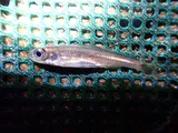 Sandbar Shiner, photographed in North Carolina