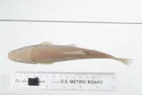 Bigmouth Chub, photographed in Virginia