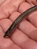 Arctic Lamprey, photographed in Yukon