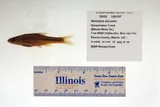 Bigmouth Shiner, photographed in Illinois