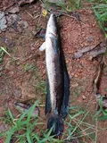 Channa aurolineata, photographed in Kerala