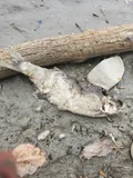 Goldeye, photographed in Alberta