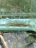 Goldstripe Darter, photographed in Alabama