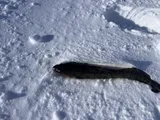 Burbot, photographed in Troms