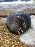 Sharptail Mola, photographed in North Carolina