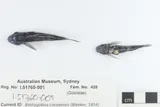 Cocos Frillfin Goby, photographed in Norfolk Island