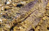 River Goby, photographed in Oaxaca