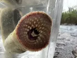 Ohio Lamprey, photographed in Kentucky