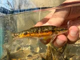 Western Blacknose Dace, photographed in Tennessee
