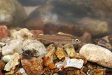 Rosyside Dace, photographed in Tennessee