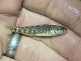Plains Darter, photographed in Colorado