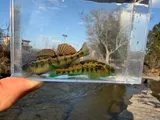 Cumberland Snubnose Darter, photographed in Tennessee
