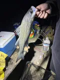 Striped Bass, photographed in California