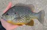 Pumpkinseed, photographed in Michigan