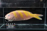 Oblique-banded Snapper, photographed in Hawaii