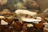 Banded Sculpin, photographed in Tennessee