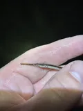 Chain Pipefish, photographed in North Carolina