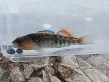 Orangethroat Darter, photographed in Missouri