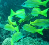 Common Bluestripe Snapper, photographed in Saint-Denis