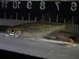 Redside Shiner, photographed in British Columbia