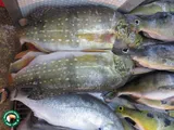 Speckled Pavon, photographed in Amazonas